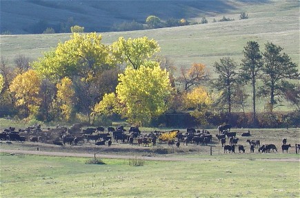 Cattle 2 resize